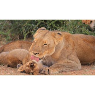 Állatok és kicsinyeik - Diafilm